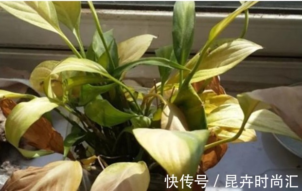 施肥|喜欢养花,先戒掉7个坏习惯,不然啥花也养不好,你占了几个?