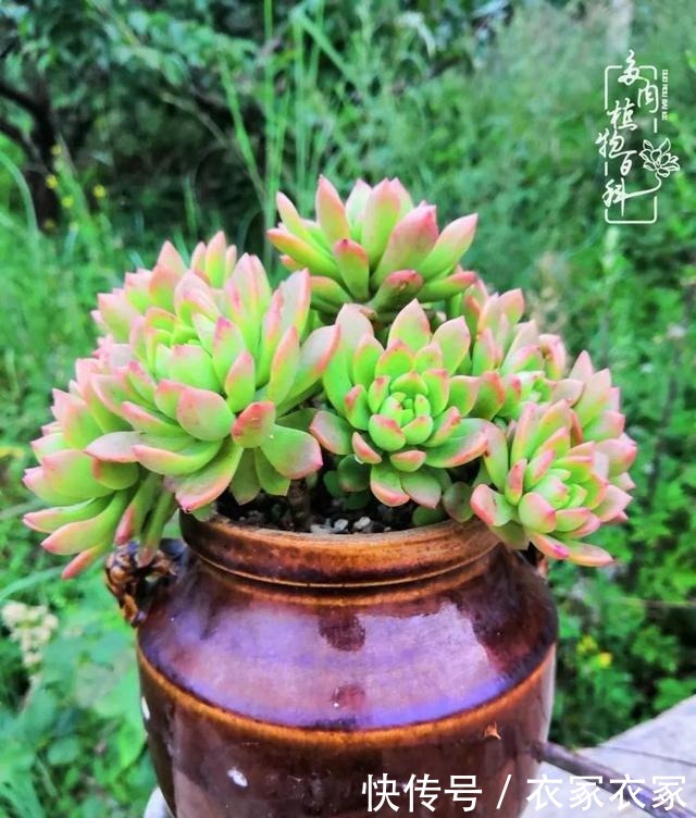 如何让多肉变美看看我是如何宠它们的!如何让多肉变美看看我是如何宠它们的!