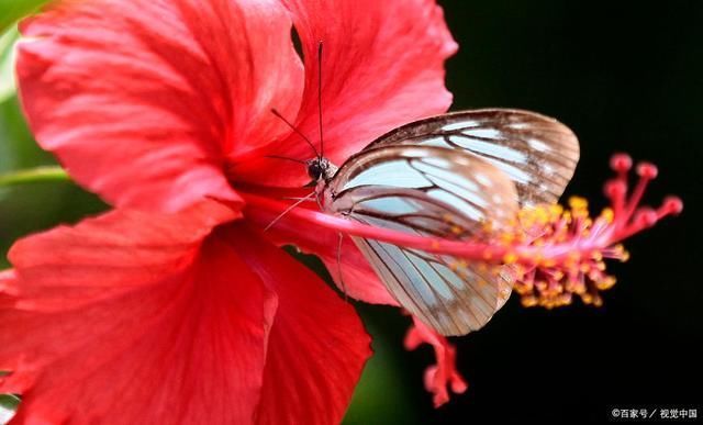 志强!一枝花,十五首诗词,一段故事八苦人生路不堪,一山攀过一山拦
