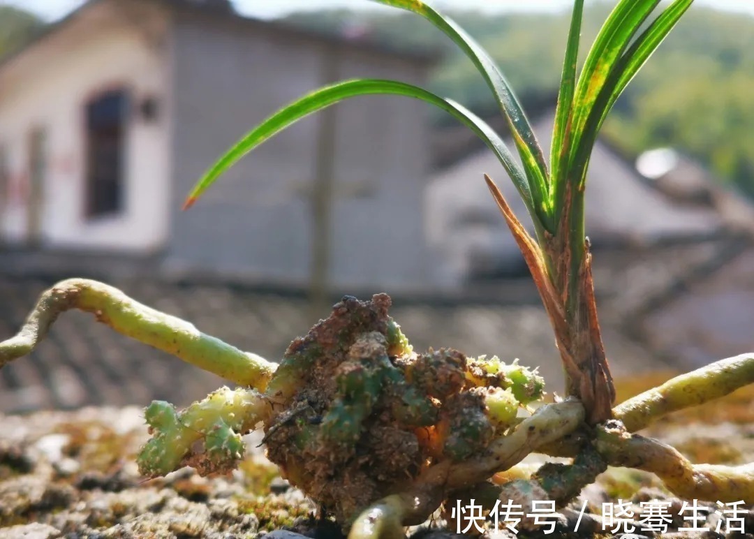 这样的兰花,无论怎么施肥都不开花,磷酸二氢钾也不行