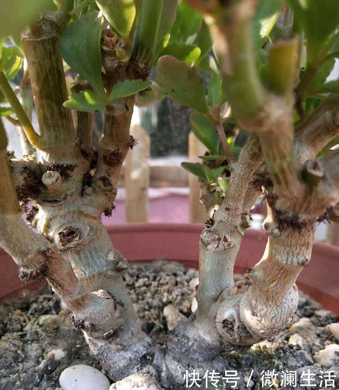 叶片|谁说老桩长寿开花少,看看花友家的巨无霸,三年长成半米花树