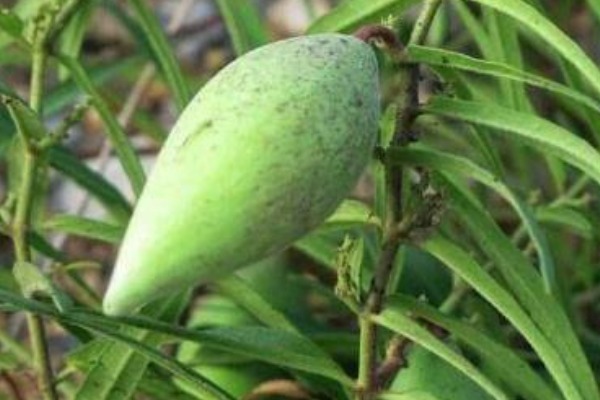 城市居民|农村特有的野果子，被当成野草，殊不知浑身都是宝，是天然的补品