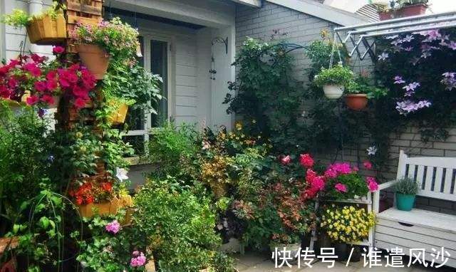 植物|家里养花,就选这些,品味高大上,好养又耐看