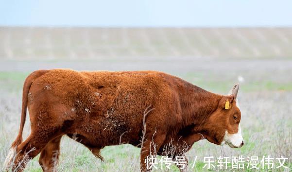 牛人|生肖牛9月起能翻身运气从坏转好，钱财积少成多，事业苦尽甘来