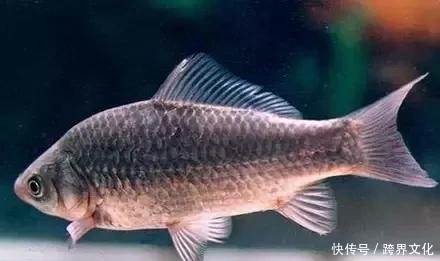  反而|注意了，搭配不当反而伤身！鱼不是你想吃就能吃的！