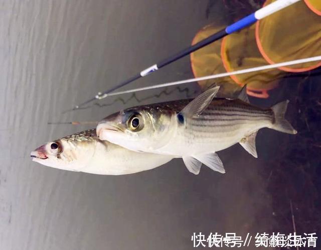外来|珠江“白草鱼”泛滥,钓友爆护后担忧不已:会不会又是外来物种?