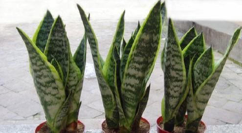 盆栽|30年老花农养花秘诀给虎皮兰喝一勺它，不烂根，叶绿茎壮长得快