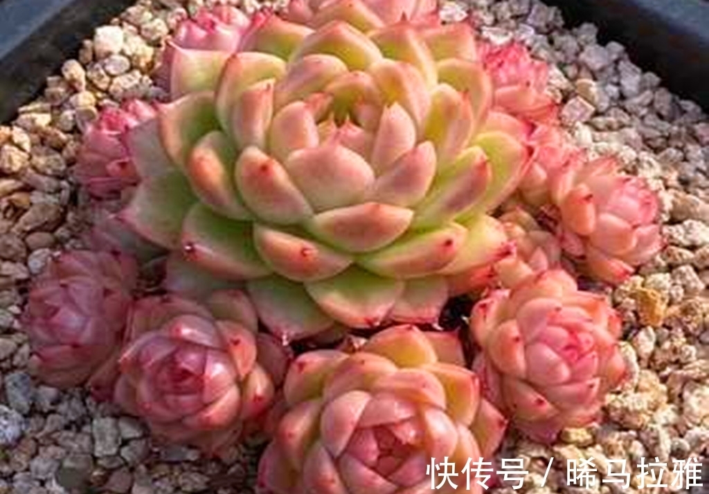 养多肉需要3个硬条件,如果达不到,其它条件再好肉肉也难出状态