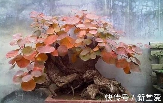 黄栌盆景感染立枯病和枯萎病,学会这三个办法,还你一片红叶