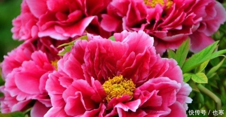 养花就养4种花,好养易活花量大,养上一盆四季欣赏,一养就上瘾