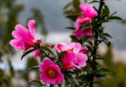 老年|湖南怀化：茶花迎春惹人醉 繁花相伴迎新春