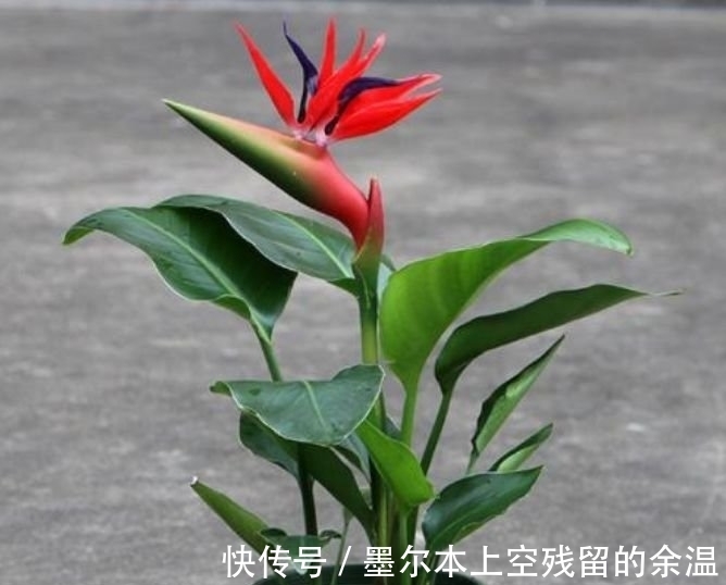 1月,阳台就养“4种花”,越热花开越多,30天养成“小花园”!