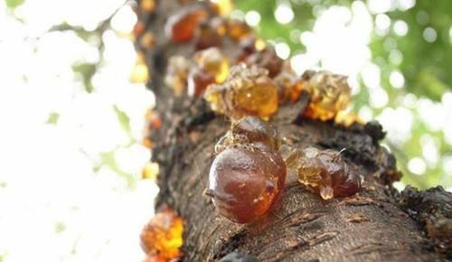 养颜|女人三伏天离不了的一碗汤,一天一碗脸色红润,每天都要美美的