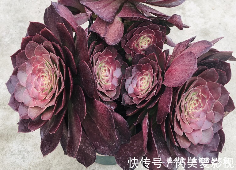 落叶|法师多肉一碰就掉叶子？两种原因和对应的处理方法，看看就学会了