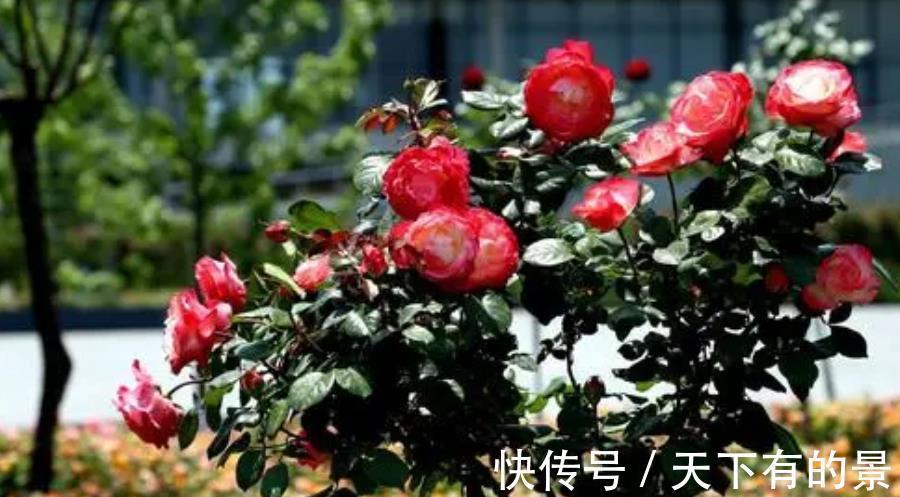 茉莉花|家里养4种花,赶紧喂点大补肥,30天开出一片花海