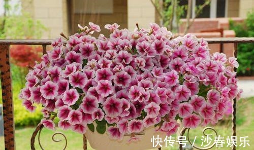 阳台|阳台变成“美花海”，全靠这2种花，花色明亮，花朵成簇