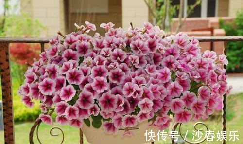 阳台变成“美花海”,全靠这2种花,花色明亮,花朵成簇