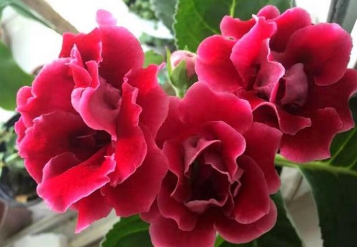 “此花”没有哪种花能与之“媲美”，堪比玫瑰和牡丹，娇艳绚丽！