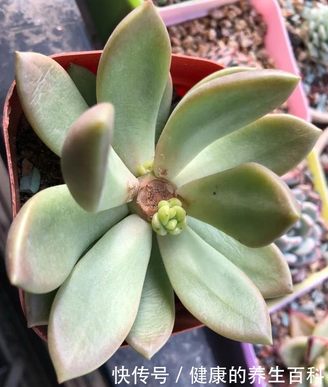 买的花总不活,秘密全在花盆里,搬起来看看才知道!