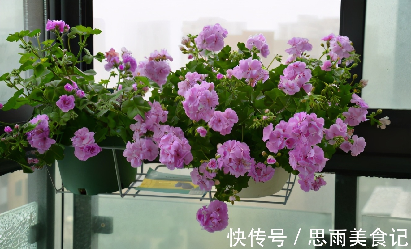 次数|阿司匹林养花诀窍：磨碎、兑水，控制住浓度和使用次数