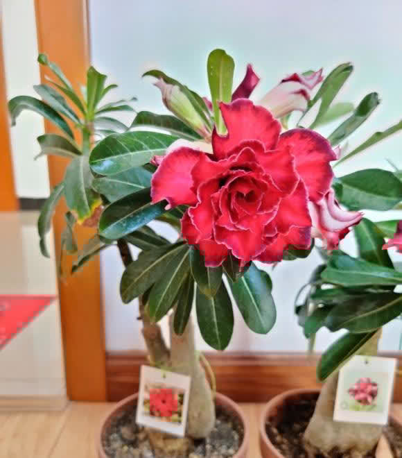 沙漠玫瑰最怕水,水一多就腐烂,颗粒土种植,平常多晒太阳