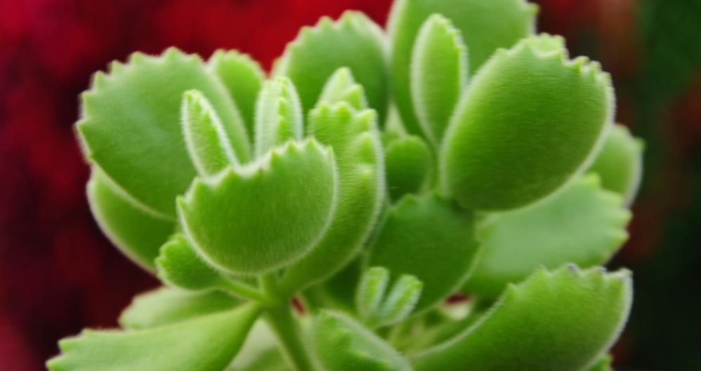 带你来认识萌翻了的熊童子