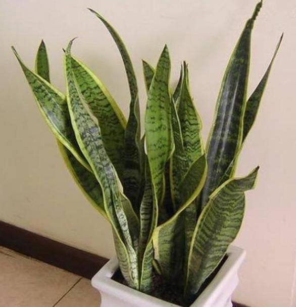 人养花,花也养人,4种花养家里,专吸甲醛、二手烟,快养起来吧