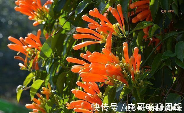 健壮|8种花不用买,去朋友家掐个叶片插土里,7天就生根,太容易成活了