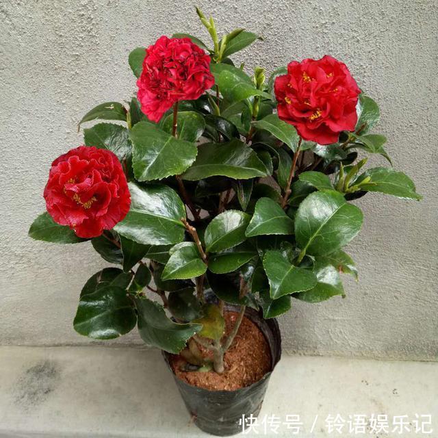 8种“坑人花”,过年谨慎入,没有“高技术”,养一盆枯一盆