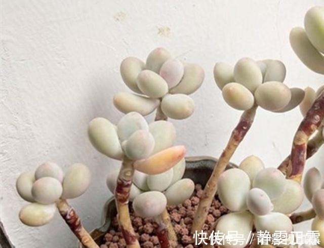 光照|养多肉,这4个“要点”缺一不可,少一个,都难以养活!