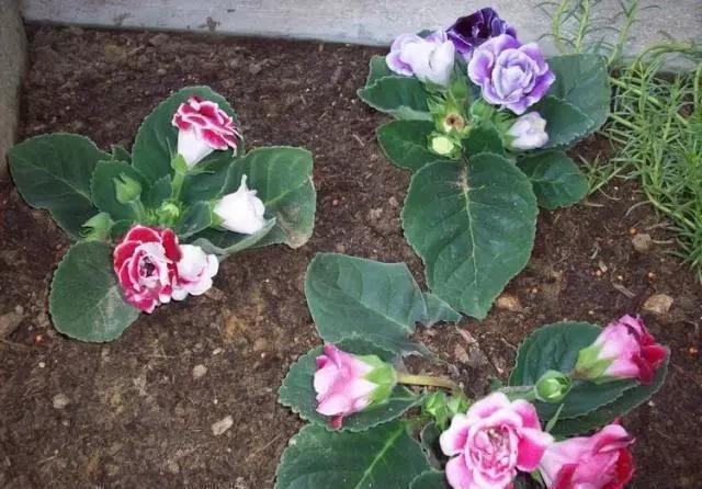 叶子|这“5种花”,别喷水到叶子上,要不马上“死给你看”,就是任性