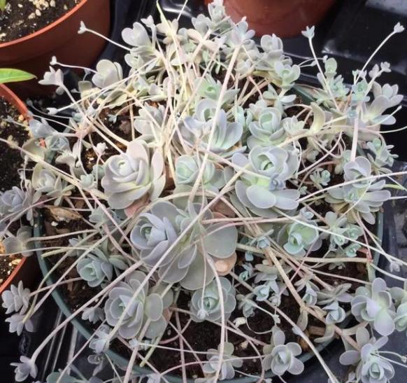 想在客厅搁置多肉老桩就摆放这4款盆景，难度低、美得像花