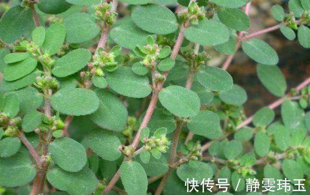 墙角|农村墙角一野草,又叫“血见愁”,是一味“止血神药”,你认识吗