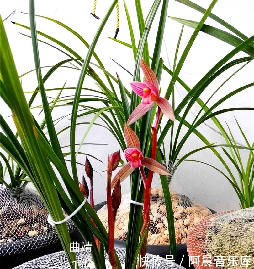 曾经的国兰第一“红素”，现跌落神坛，品相完美，养过的都是牛人