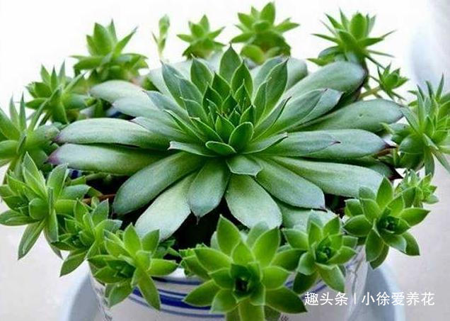 不到一年从1盆变成12盆的多肉植物——观音莲到底该怎么养