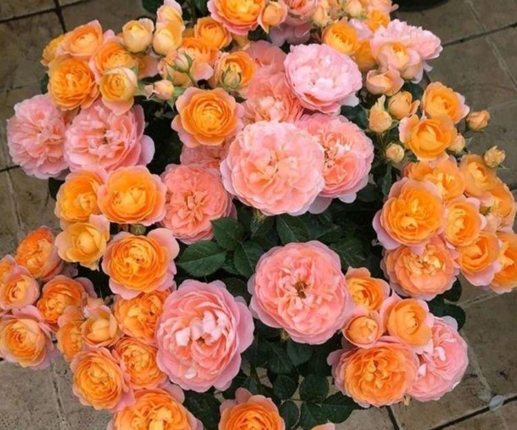 最有仙气的4种花，迷人的花朵，养护简单，开花速度快