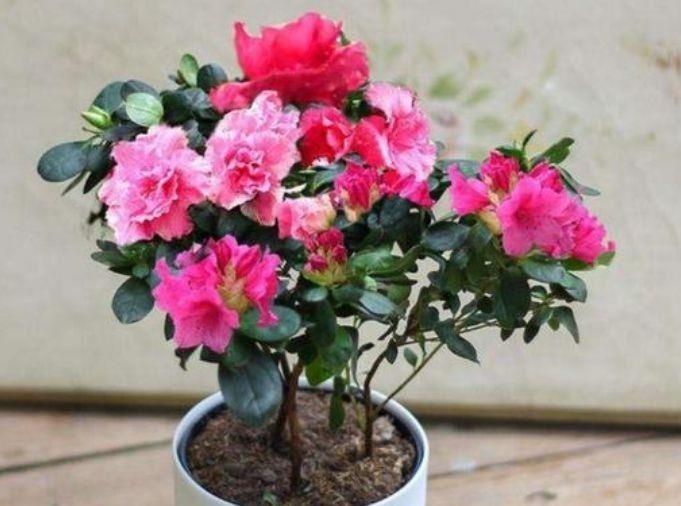 适合卫生间养的4种花，没有阳光照样疯长，能除异味