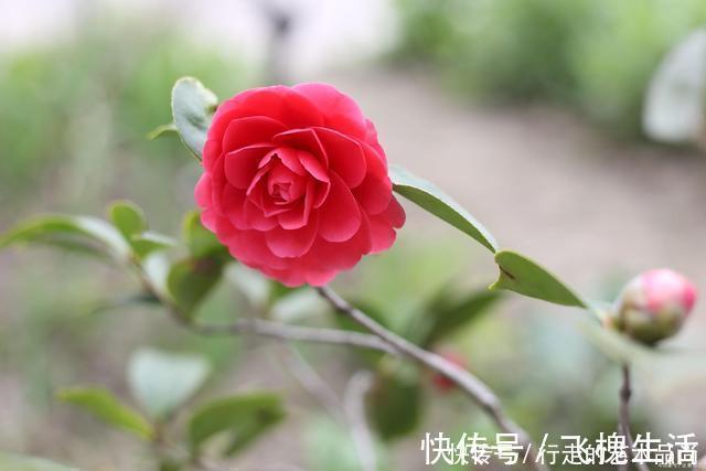 现在开始，2种花不能修剪，否则秋天见叶不见花！