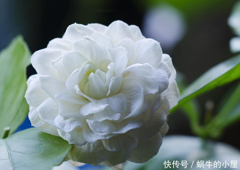 一年三季|很值得入手的盆栽花，一年三季开花，漂亮又好养，一卉能熏一室香