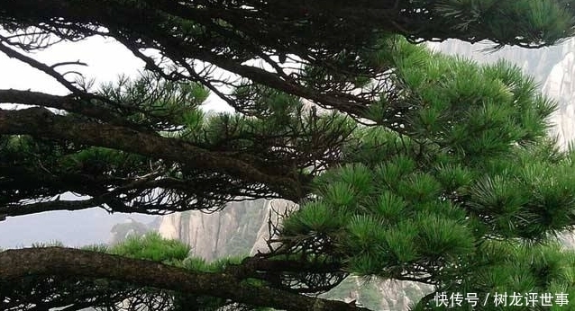 种植|古人说的:“五树进宅,人穷家败”,是指哪5种树,为何不能栽?