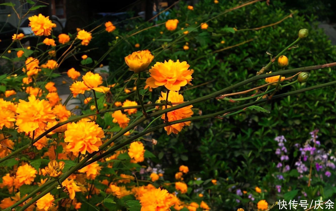 游遍|欧阳修的这首词，写透了人生的聚散无常，值得一读再读