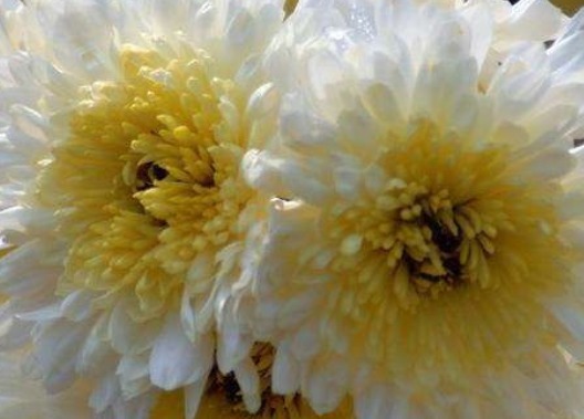 喜欢养菊花,不妨养盆菊中珍品,似雪中美人,凌寒傲放,艳丽多姿