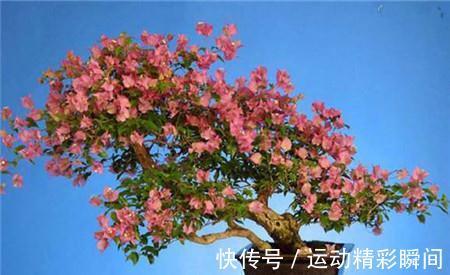 三角梅要想开花多,最重要的就是修剪,如何剪怎么剪,今天来教你