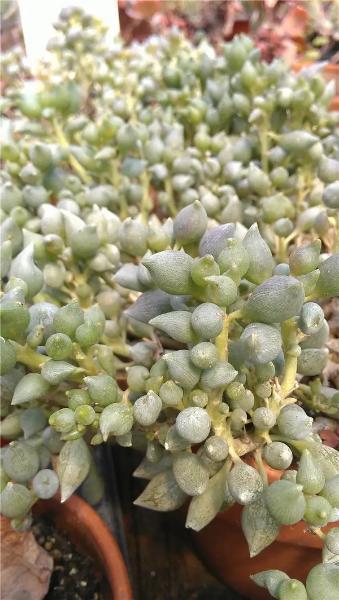 春秋|多肉达人手把手教你怎么把肉嘟嘟、圆滚滚的“锦上珠”养爆盆