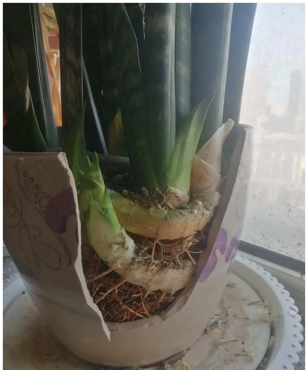 养好虎皮兰，做对四个点，叶片硬挺长得高，满盆“虎芽”撑破盆