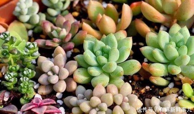 媳妇又给花姐买多肉了，花姐高兴的栽上多肉，院子里全是花，高兴！