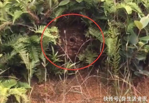 胖子|“我在山上,怎么让它感受下社会险恶”人为啥就偏爱作死呢……