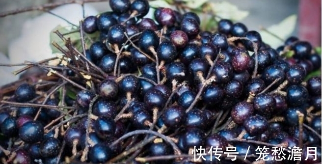 腰腿|农村一种野果,长得像葡萄,营养价值比葡萄高不少,能消食理气