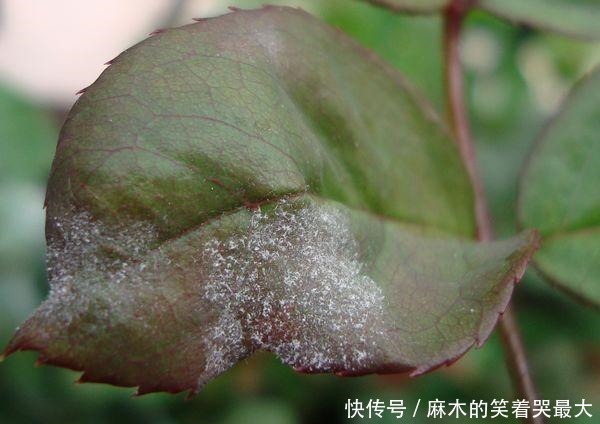 月季得了白粉病,别光剪叶子,这才是正确处理方法!