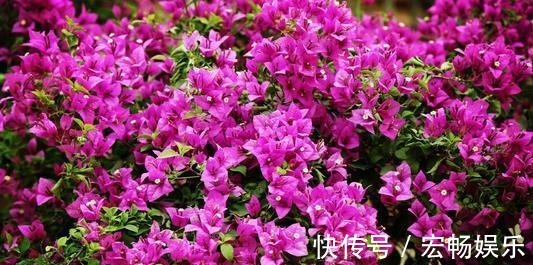 三角梅盆景开花落败,抓紧时间修剪一番,再次开花很简单